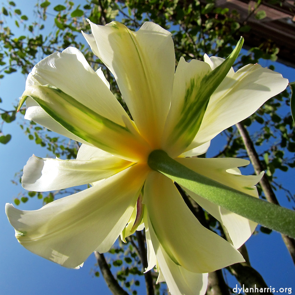 Image: Image 'escher blummen (xxxix) 5'.