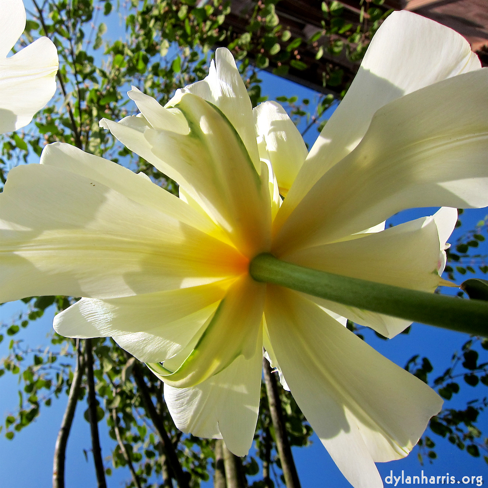 Image: Image 'escher blummen (xxxix) 6'.