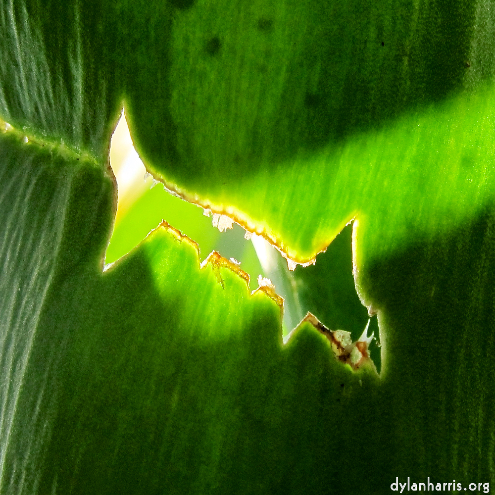 Image: Image 'escher blummen (xxxix) 7'.