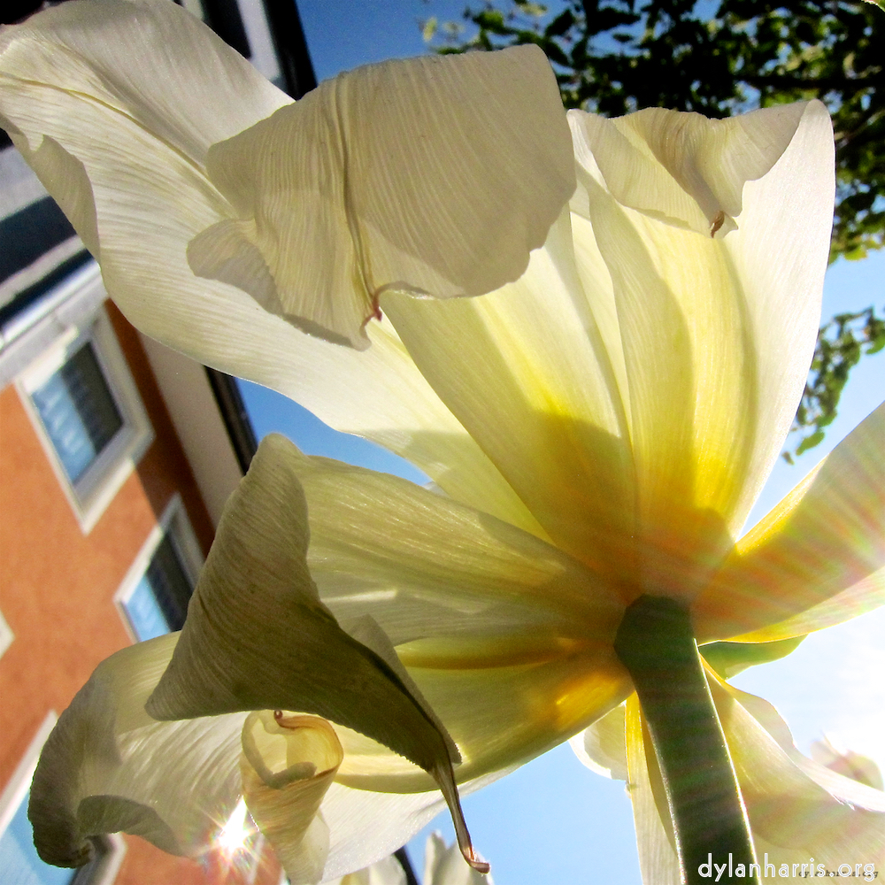 Image: Image 'escher blummen (xxxix) 9'.