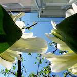 Image: First image from the photoset 'escher blummen (xxxix)'.