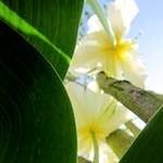 Image: Tenth image from the photoset 'escher blummen (xxxix)'.