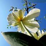 Image: Second image from the photoset 'escher blummen (xxxix)'.