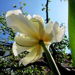 Image: Third image from the photoset 'escher blummen (xxxix)'.