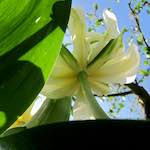 Image: Fourth image from the photoset 'escher blummen (xxxix)'.