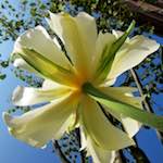 Image: Fifth image from the photoset 'escher blummen (xxxix)'.