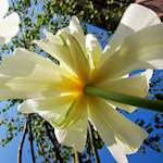 Image: Sixth image from the photoset 'escher blummen (xxxix)'.