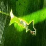 Image: Seventh image from the photoset 'escher blummen (xxxix)'.