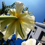 Image: Eighth image from the photoset 'escher blummen (xxxix)'.