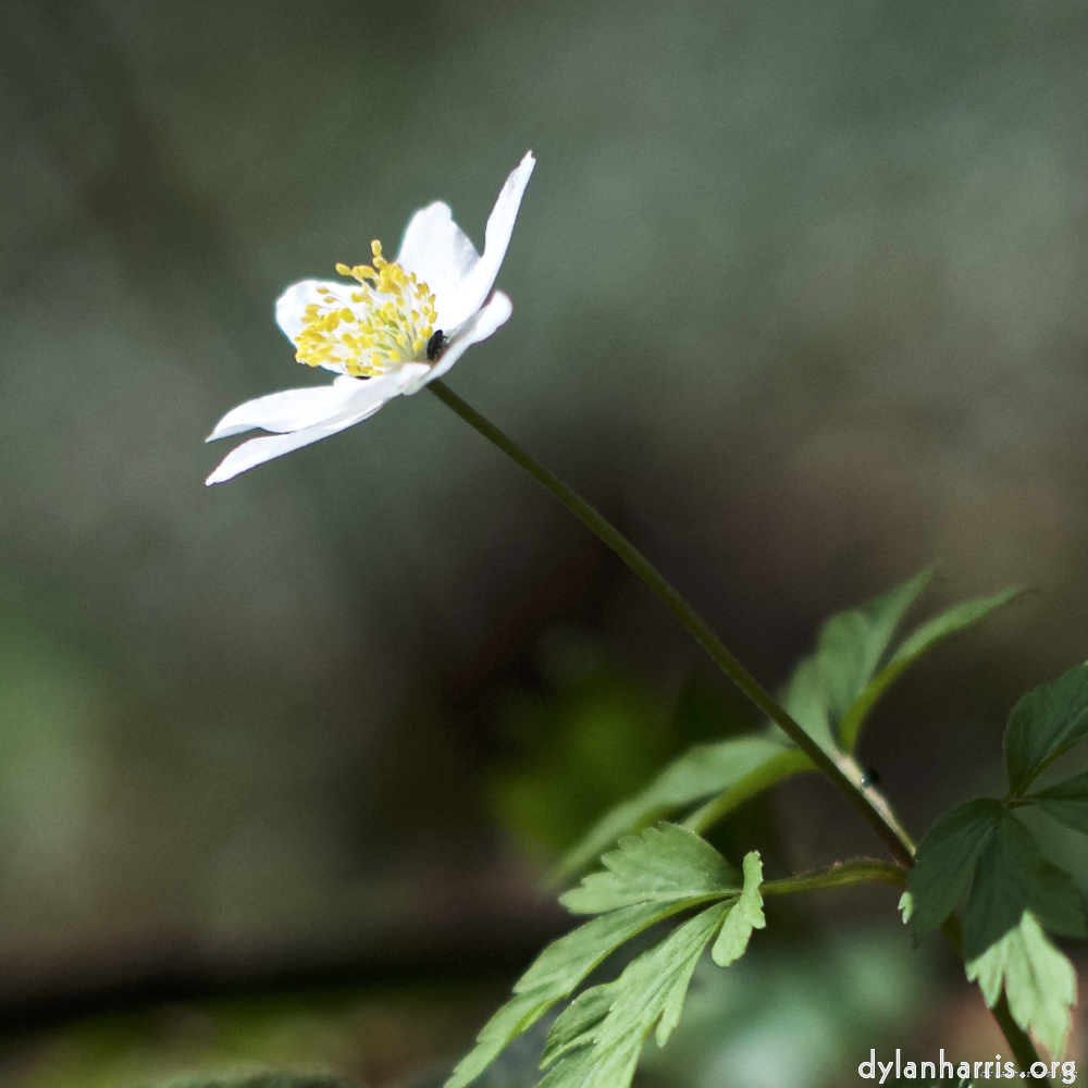 Image: Image 'escher blummen (lxxix) 3'.