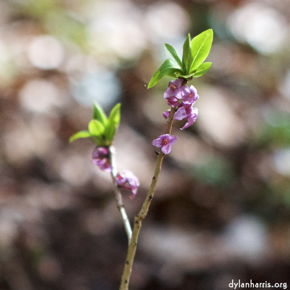 Image: Image 'escher blummen (lxxix) 4'.