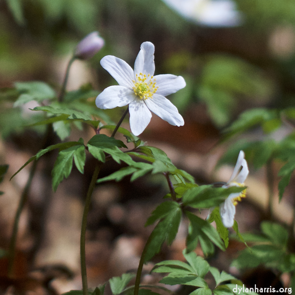 Image: Image 'escher blummen (lxxix) 6'.