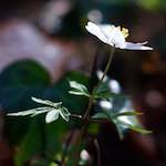 Image: First image from the photoset 'escher blummen (lxxix)'.