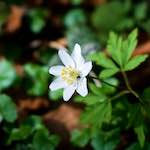 Image: Second image from the photoset 'escher blummen (lxxix)'.