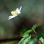 Image: Third image from the photoset 'escher blummen (lxxix)'.