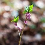 Image: Fourth image from the photoset 'escher blummen (lxxix)'.