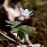 Image: Fifth image from the photoset 'escher blummen (lxxix)'.