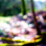 image: Image from the photoset ‘
wood (xxvi)
’.