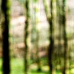 image: Image from the photoset ‘
wood (xxvi)
’.