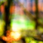 image: Image from the photoset ‘
wood (xxvi)
’.