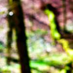 image: Image from the photoset ‘
wood (xxvi)
’.