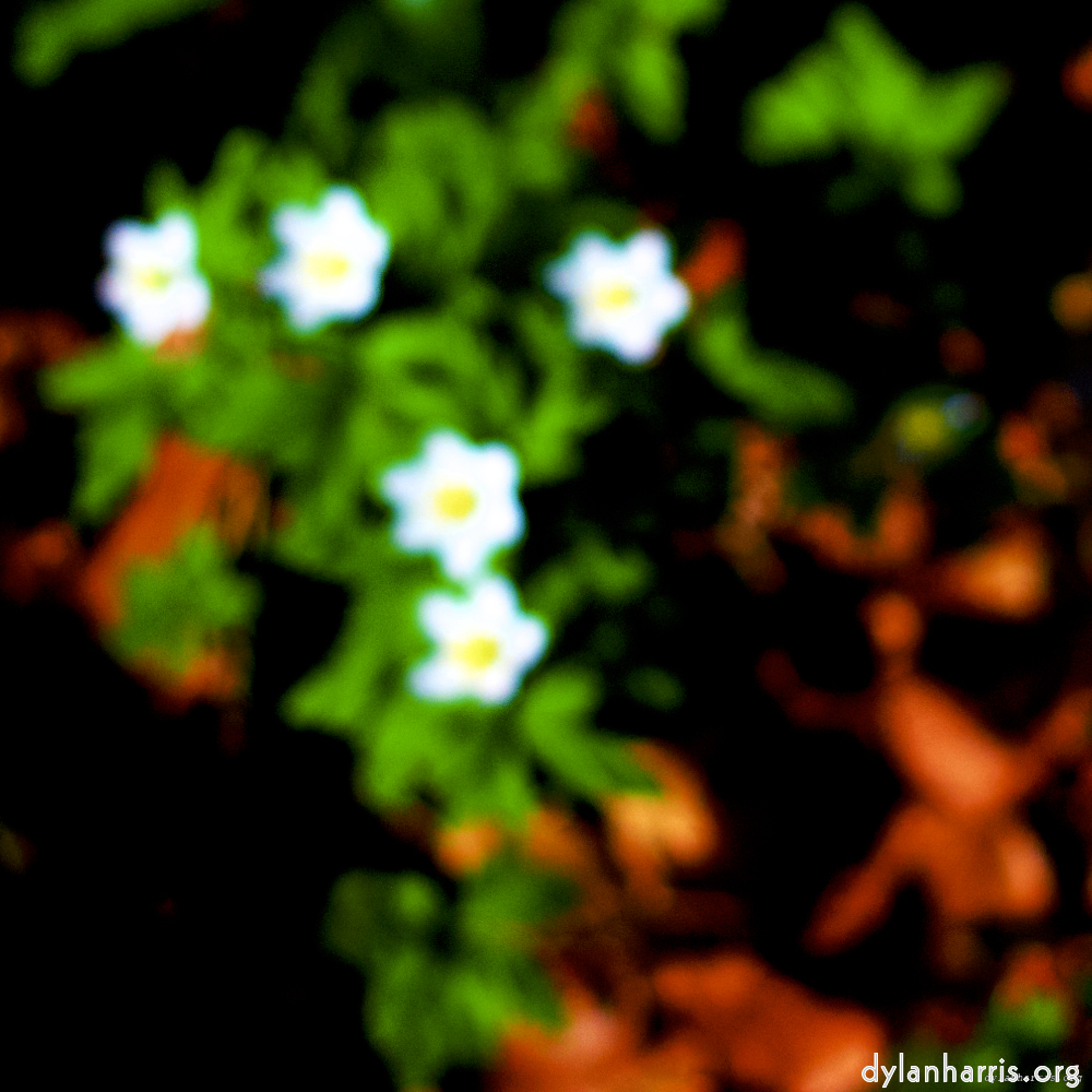 Image: Image 'wood (xxvii) 5'.