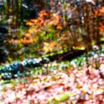 image: Image from the photoset ‘
wood (xxvii)
’.