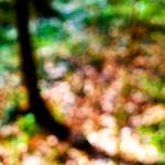 image: Image from the photoset ‘
wood (xxvii)
’.