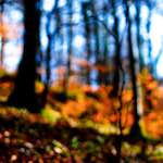 image: Image from the photoset ‘
wood (xxvii)
’.