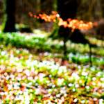 image: Image from the photoset ‘
wood (xxvii)
’.