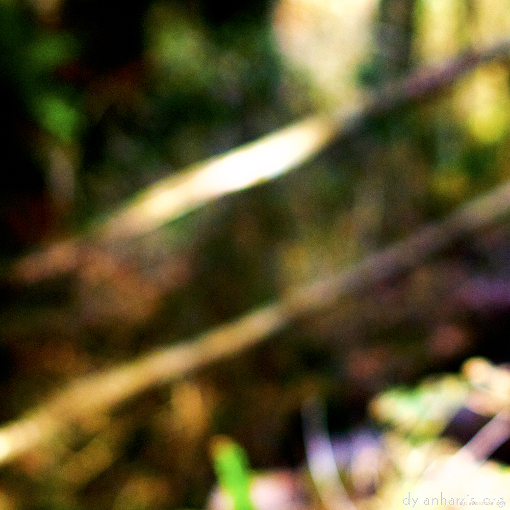 Image: Image 'wood (xxviii) 6'.