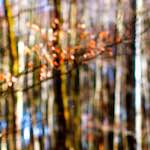 Image: First image from the photoset 'wood (xxviii)'.