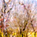 Image: Third image from the photoset 'wood (xxviii)'.