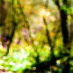 Image: Fifth image from the photoset 'wood (xxviii)'.