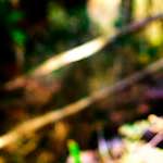 Image: Sixth image from the photoset 'wood (xxviii)'.