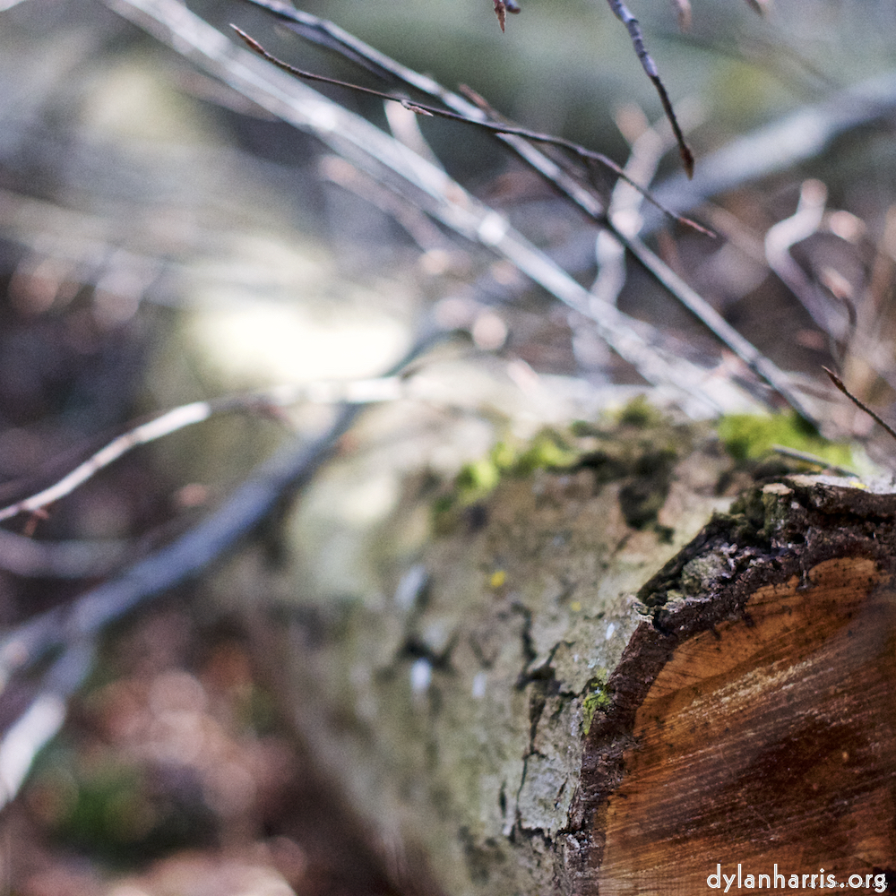 image: This is ‘
wood (xxix) 2
’.