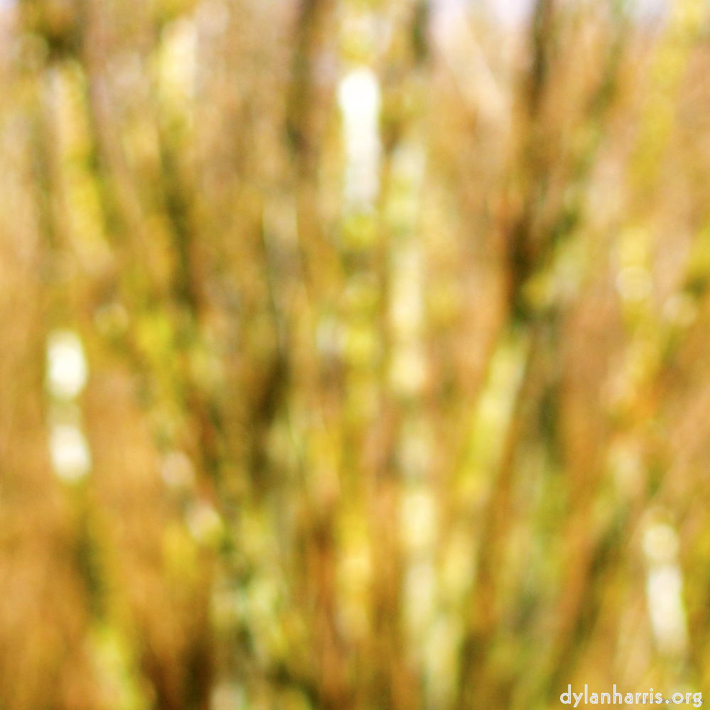 image: This is ‘
wood (xxix) 3
’.