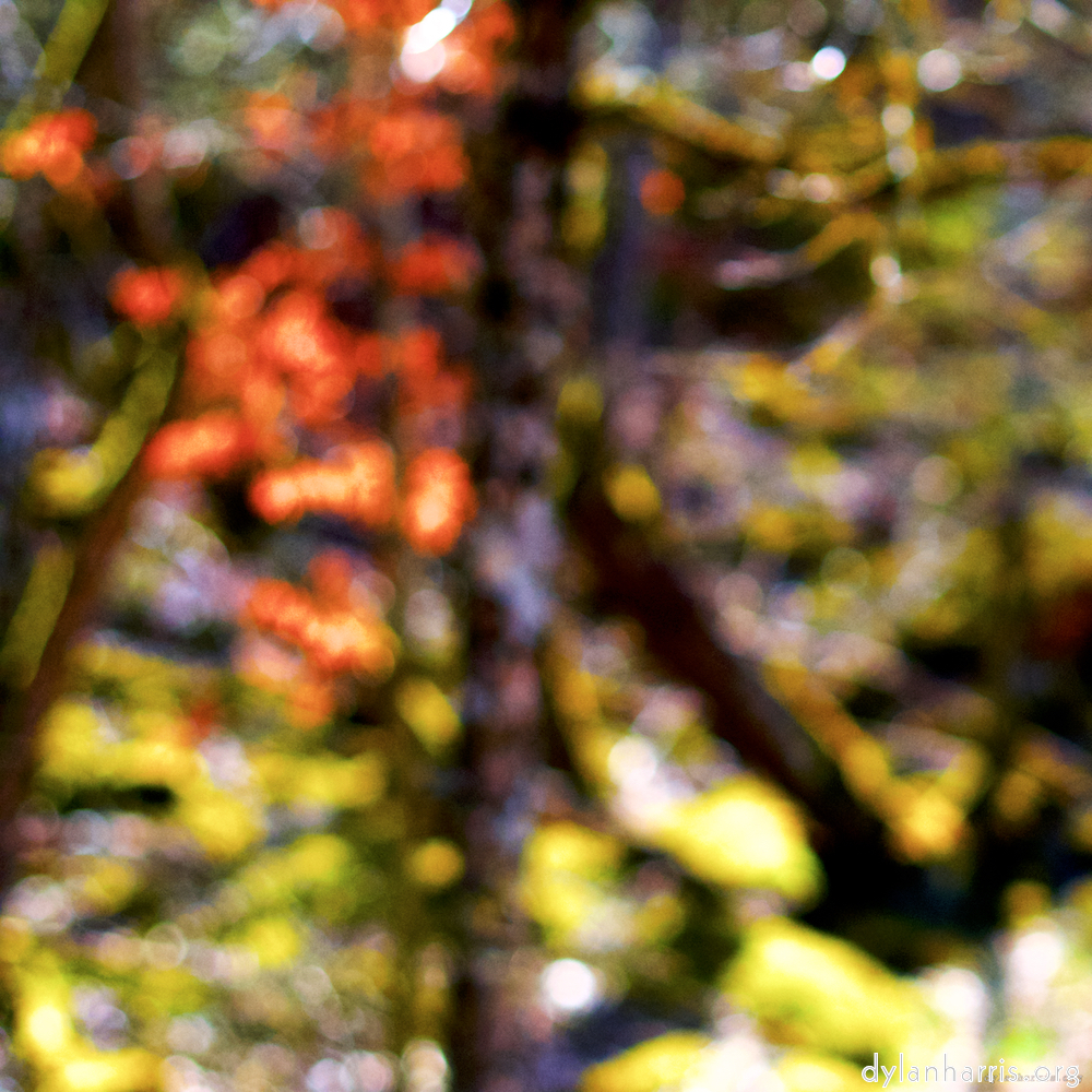 image: This is ‘
wood (xxix) 6
’.