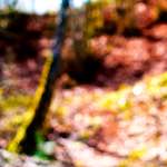 image: Image from the photoset ‘
wood (xxix)
’.