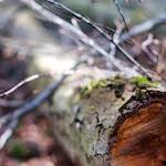 image: Image from the photoset ‘
wood (xxix)
’.