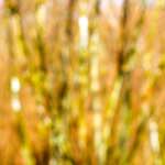 image: Image from the photoset ‘
wood (xxix)
’.