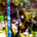 image: Image from the photoset ‘
wood (xxix)
’.