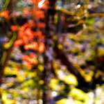 image: Image from the photoset ‘
wood (xxix)
’.