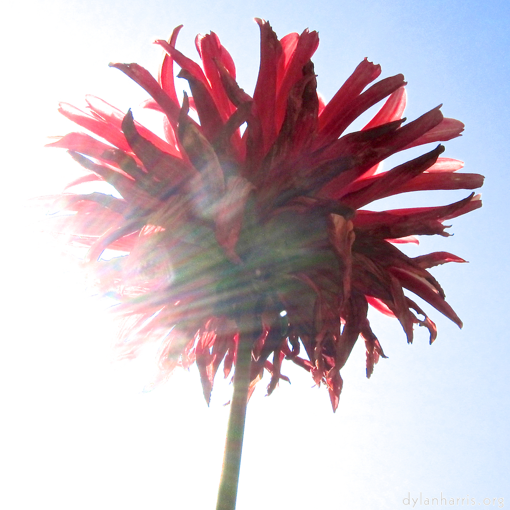 Image: Image 'escher blummen (civ) 1'.