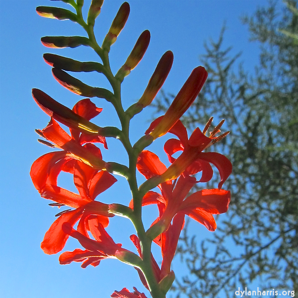 Image: Image 'escher blummen (civ) 3'.