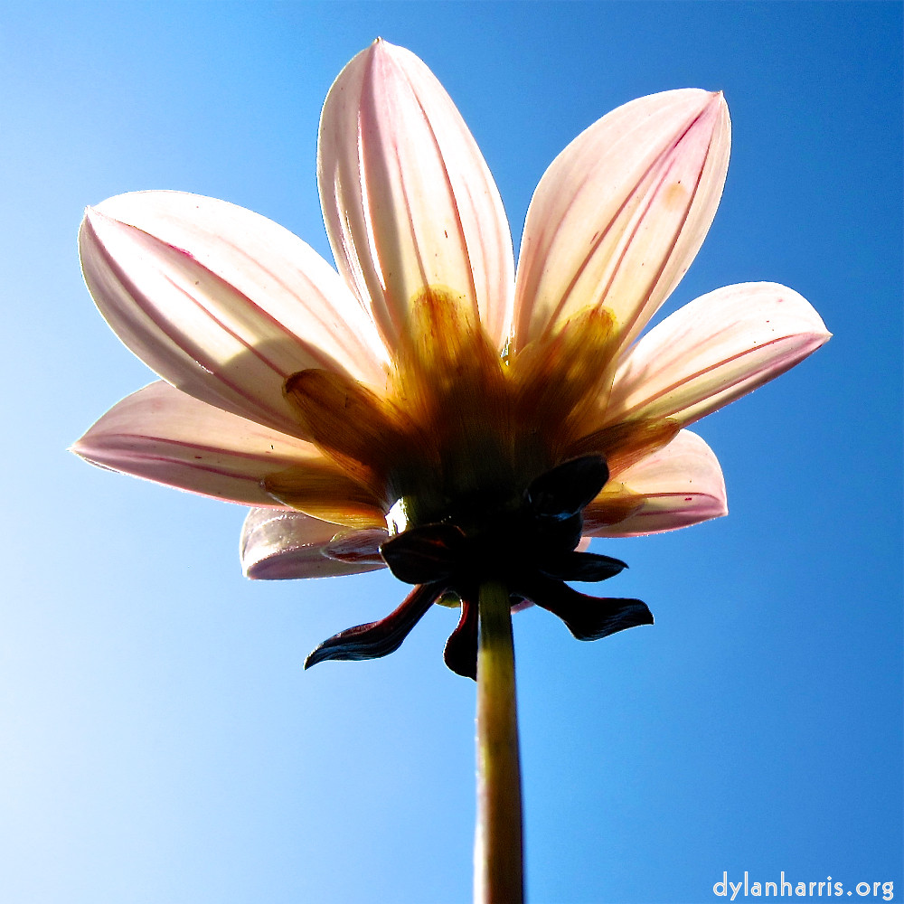 Image: Image 'escher blummen (civ) 5'.