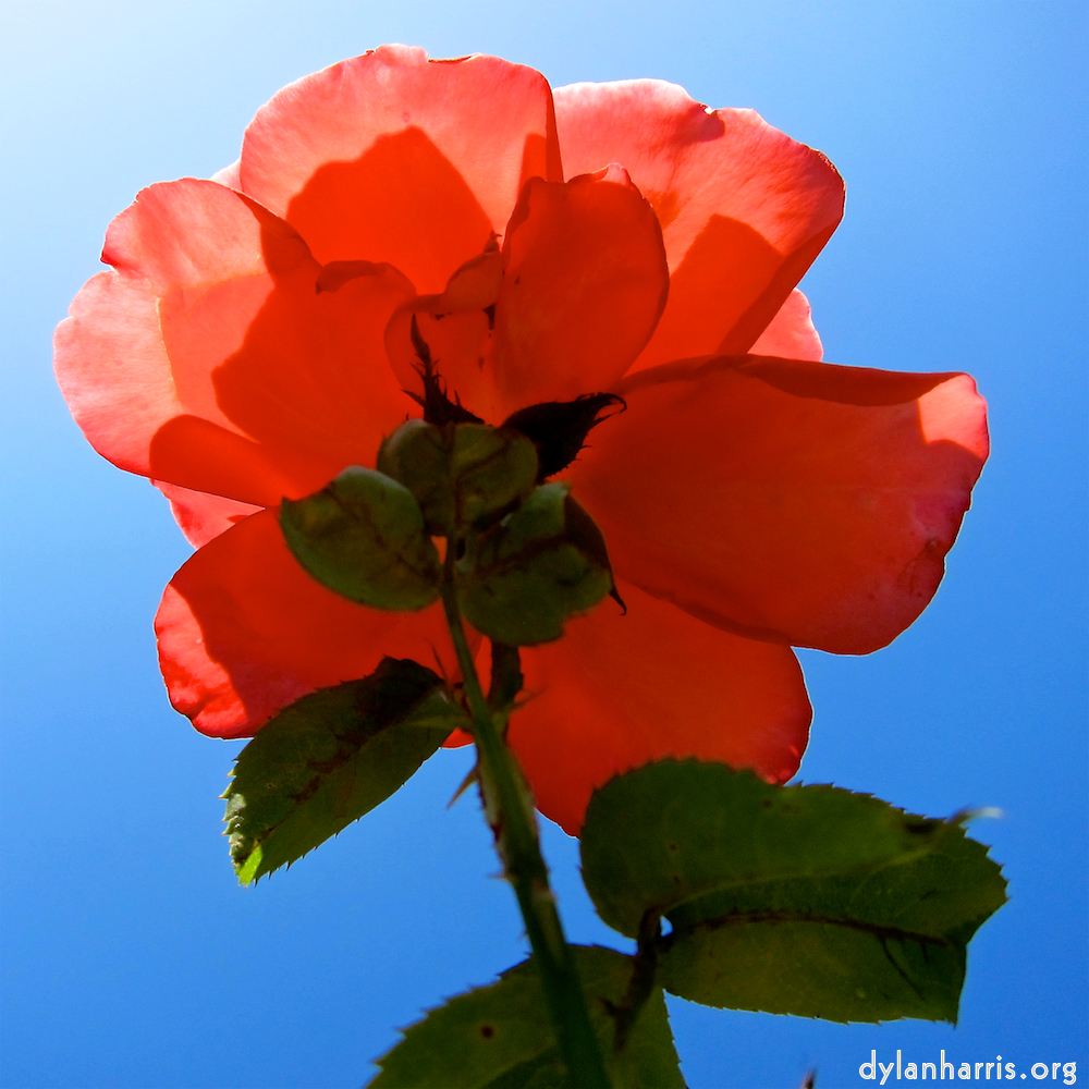 Image: Image 'escher blummen (civ) 6'.