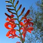 Image: Third image from the photoset 'escher blummen (civ)'.