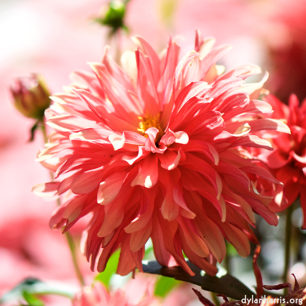 image: This is ‘
escher blummen (cv) 2
’.