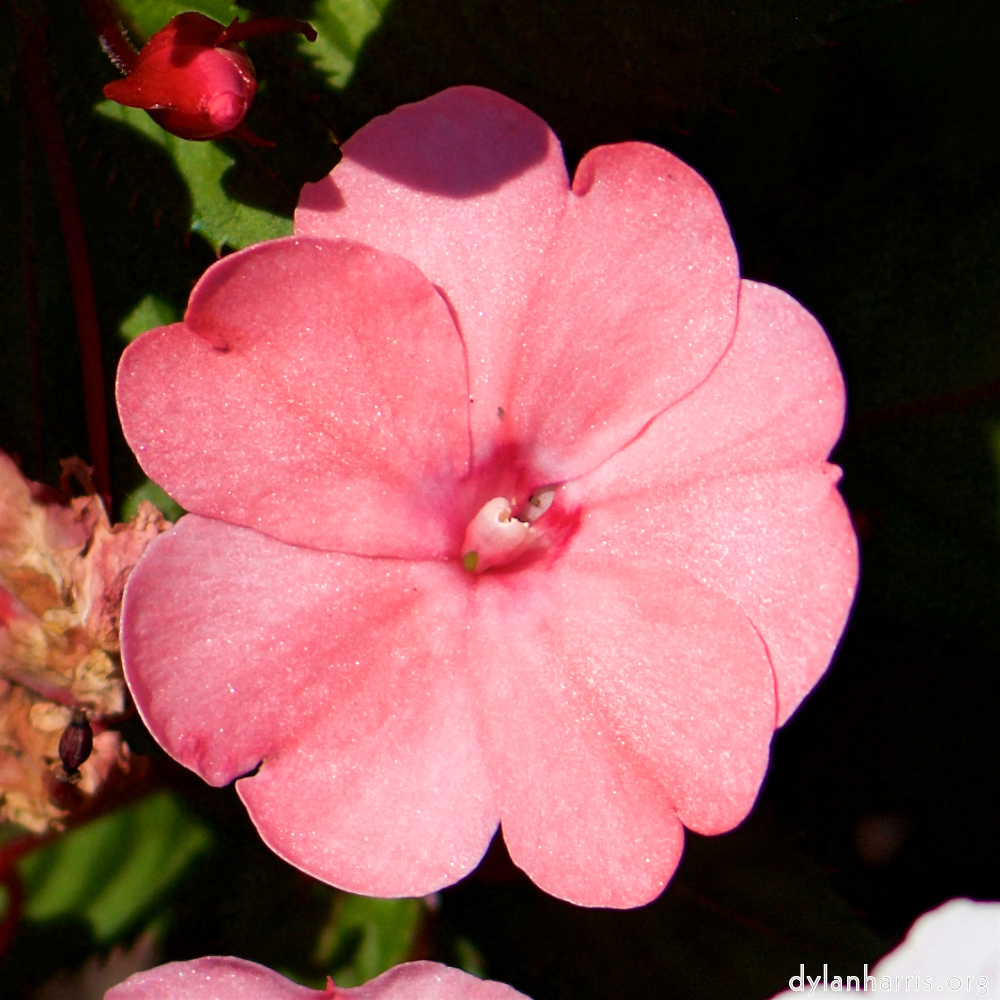 Image: Image 'escher blummen (cv) 4'.